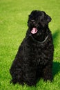 Dog breed Russian Black Terrier Royalty Free Stock Photo