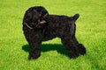 Dog breed Russian Black Terrier Royalty Free Stock Photo