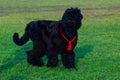 Dog breed Russian Black Terrier Royalty Free Stock Photo