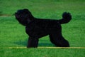 Dog breed Russian Black Terrier Royalty Free Stock Photo