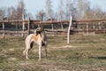 Dog breed Russian canine greyhound runs across the field in early spring. Sunset