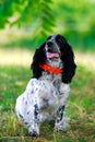 Dog breed Russian hunting spaniel