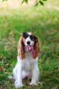 Dog breed Russian hunting spaniel