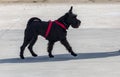 Dog of breed Schnauzer mini. Foreground. Walking. Royalty Free Stock Photo