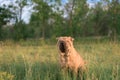 Dog breed Shar Pei sitting in the box, closed his eyes from the sun and turned the ears. funny animal . close up