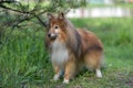 The dog breed Sheltie