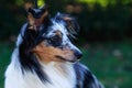 Dog breed Sheltie Royalty Free Stock Photo