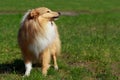 Dog breed Sheltie Royalty Free Stock Photo