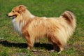 Dog breed Sheltie Royalty Free Stock Photo