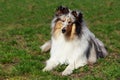 Dog breed Sheltie Royalty Free Stock Photo