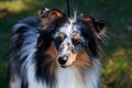 Dog breed Sheltie Royalty Free Stock Photo