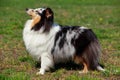 Dog breed Sheltie Royalty Free Stock Photo