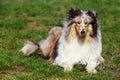 Dog breed Sheltie Royalty Free Stock Photo