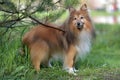 The dog breed Sheltie