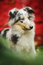 Dog breed sheltie tri-color