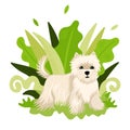 Dog breed shi tzu stands on the background of plants. Cute bright childish pet illustration. Vector illustration.