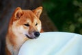 The dog breed Shiba inu