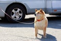 The dog breed Shiba inu