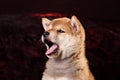 Dog breed Shiba Inu puppy