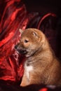 Dog breed Shiba Inu puppy