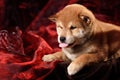 Dog breed Shiba Inu puppy