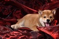 Dog breed Shiba Inu puppy