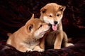 Dog breed Shiba Inu puppy