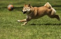 Dog breed shiba Inu runs