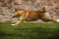 Dog breed shiba Inu runs