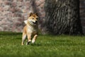 Dog breed shiba Inu runs