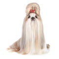 Dog of breed shih-tzu