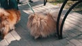 Dog breed Shih Tzu barking at the camera. Close up. Then another dog comes running.