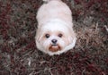 Dog breed Shih-Tzu Brown fur That is in the garden of grass. Royalty Free Stock Photo