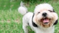 Dog breed Shih-Tzu Brown fur That is in the garden of grass.