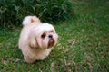 Dog breed Shih-Tzu Brown fur That is in the garden of grass. Royalty Free Stock Photo