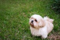 Dog breed Shih-Tzu Brown fur That is in the garden of grass.