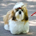 Dog breed shih tzu close-up