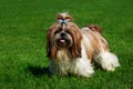 Dog breed Shih Tzu