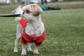 Dog breed Shih Tzu on a leash in a knitted red jacket