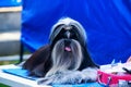 Dog breed Shih Tzu Royalty Free Stock Photo