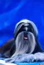 Dog breed Shih Tzu Royalty Free Stock Photo