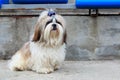 Dog breed Shih Tzu Royalty Free Stock Photo