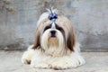 Dog breed Shih Tzu Royalty Free Stock Photo