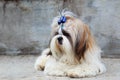 Dog breed Shih Tzu Royalty Free Stock Photo