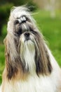 Dog breed Shih Tzu