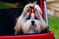 Dog breed Shih Tzu Royalty Free Stock Photo