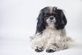 Dog breed shih tzu on a white Royalty Free Stock Photo