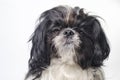 Dog breed shih tzu on a white Royalty Free Stock Photo