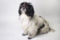 Dog breed shih tzu on a white Royalty Free Stock Photo