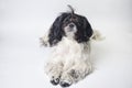 Dog breed shih tzu on a white Royalty Free Stock Photo